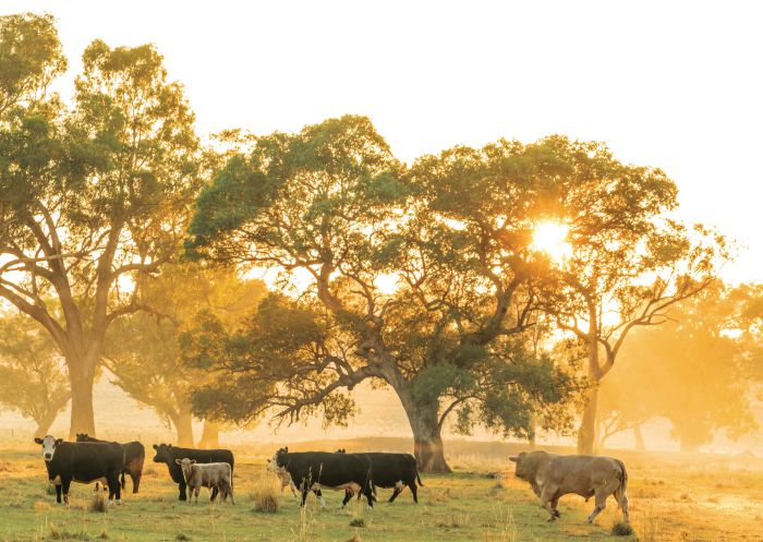 Scenic country in Cowra